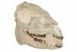 7.8" Fossil Horse (Mesohippus) Skull - South Dakota - #192495-2